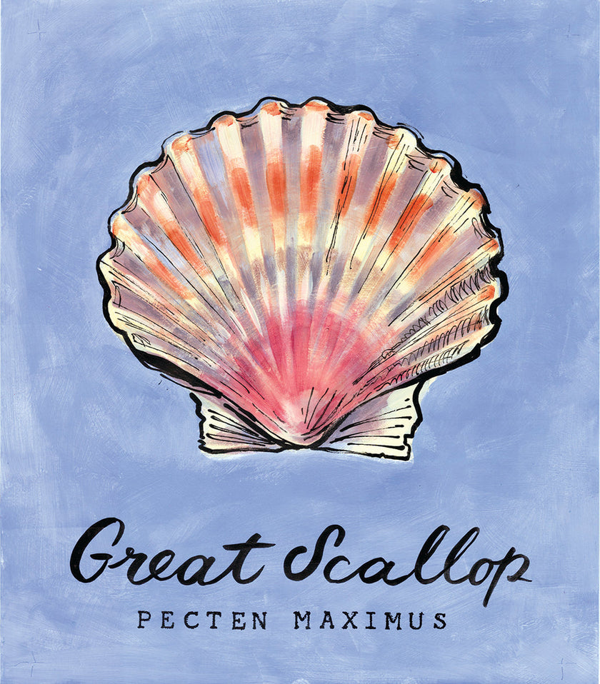 Great Scallop  - Cornish Sea Life Sea Life Series -  Giclée Print