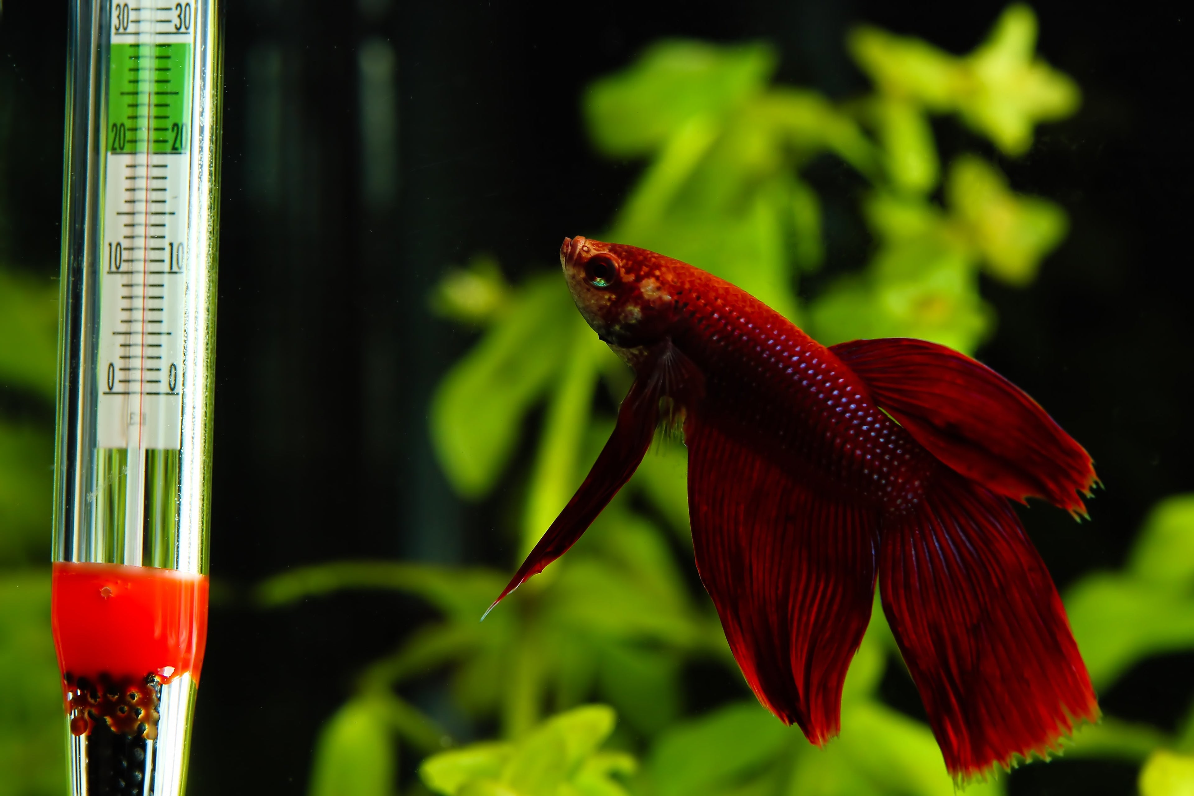 Aquarium Thermometer