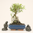 Snow Rose (Serissa) Bonsai Tree | Broom | In 20cm Pot