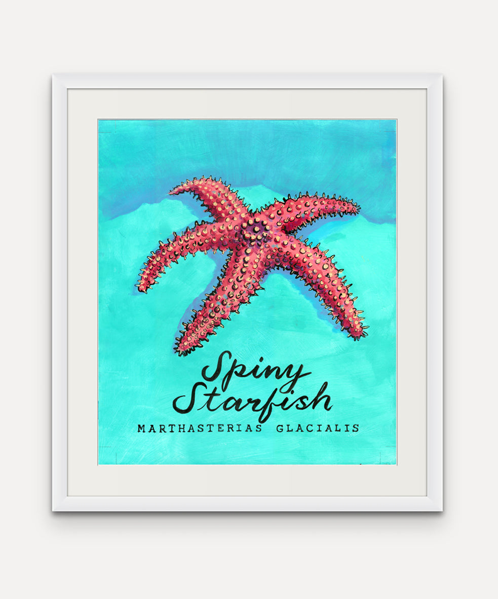 Spiny Starfish - Cornish Sea Life Series - Giclée Print