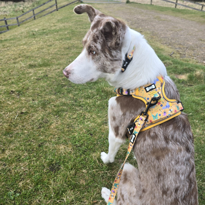 Summer Buzzin' No Pull Tactical Dog Harness