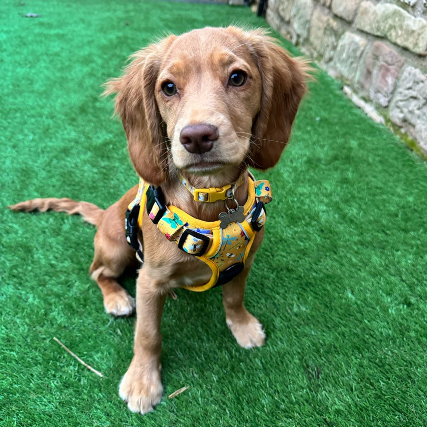 Summer Buzzin' No Pull Tactical Dog Harness