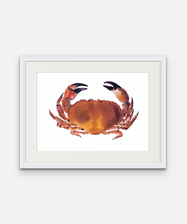 Newlyn Crab Small - Giclée Watercolour Print