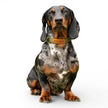 Waterproof Dog Collars - Ready Made