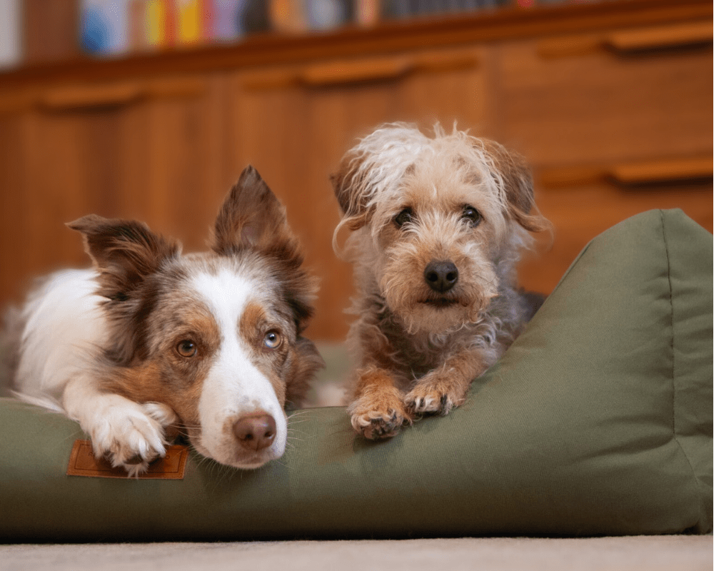 THE HENLEY | LUXURY ORTHOPAEDIC WATERPROOF BOLSTER DOG BED