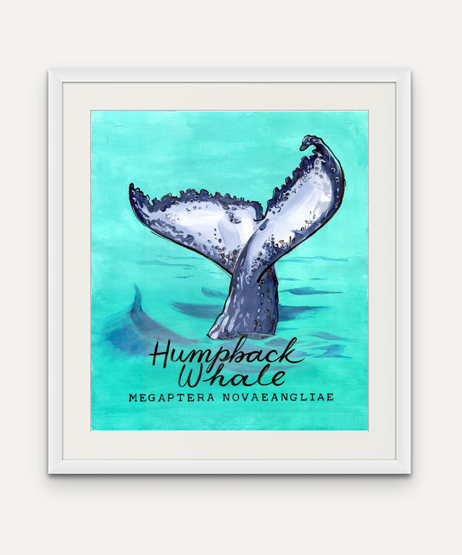 Humpback Whale  - Cornish Sea Life series -  Giclée Print
