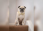 Yellow Leather Dog Collar