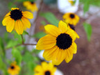 Sunflower Rectangle Pendant Necklace